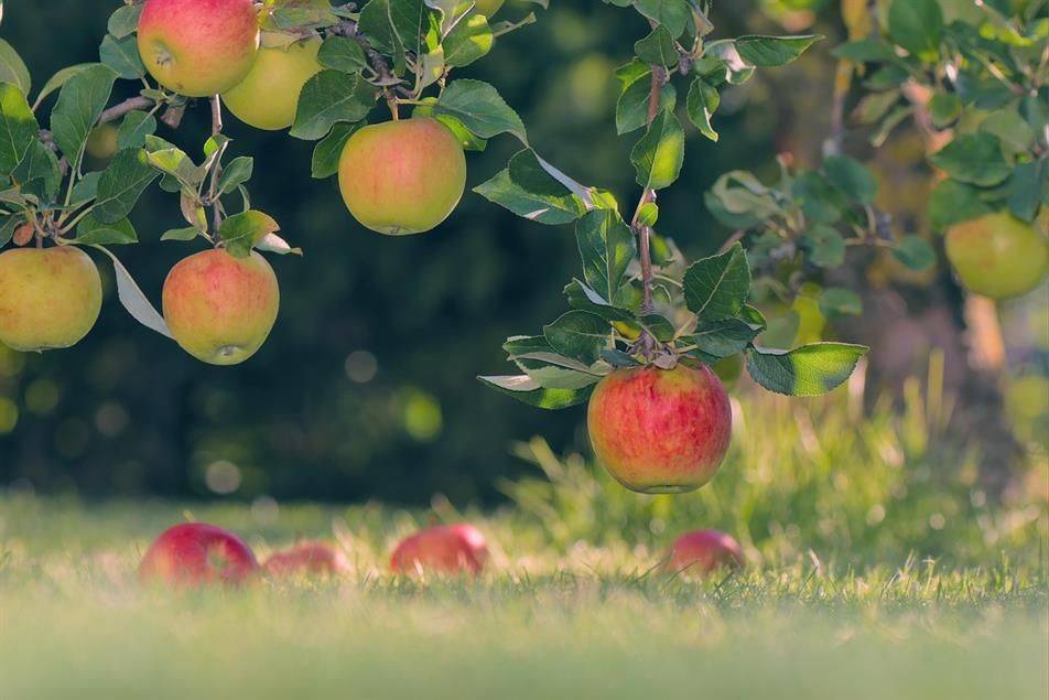 apples